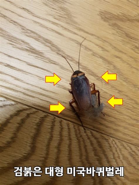 검정 대형 일본 바퀴벌레